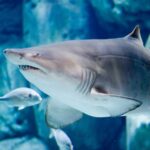 Bioparc Aquarium of Gijon Entry Ticket - How Does It Compare to Similar Experiences?