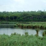 Bird Watching in Albufeira Lagoon - Authentic Insights from Reviewers