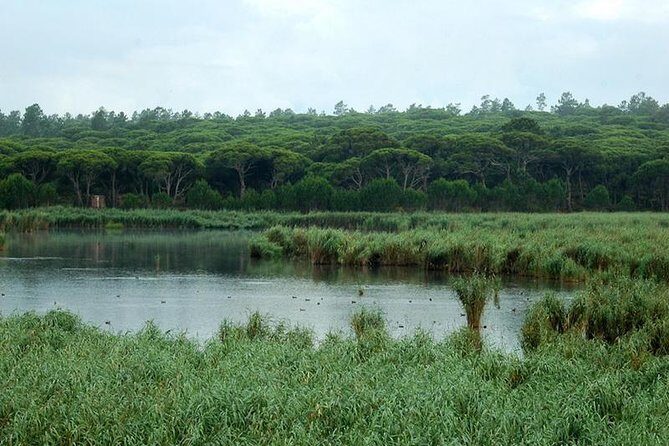 Bird Watching in Albufeira Lagoon - Authentic Insights from Reviewers