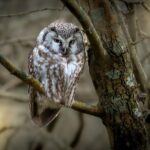 Bird Watching Private Tour in Copenhagen - Why This Tour Stands Out