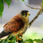 Bird Watching The Raptors - An In-Depth Look at the Bird Watching The Raptors Tour