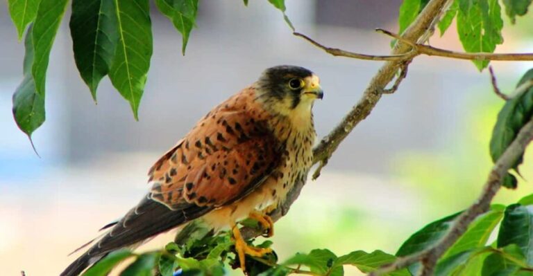 Bird Watching The Raptors - An In-Depth Look at the Bird Watching The Raptors Tour