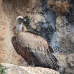 Birding Costa del Sol Day tour - Who Will Love This Tour?