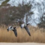 BIRDWATCH - Premium guided canoe tour at Cape Vente, Nemunas Delta Regional Park - Who Should Consider This Tour?
