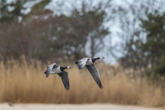 BIRDWATCH - Premium guided canoe tour at Cape Vente, Nemunas Delta Regional Park - Who Should Consider This Tour?