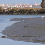 Birdwatching Boat Tour so close to Lisbon - An Authentic Birdwatching Experience Near Lisbon