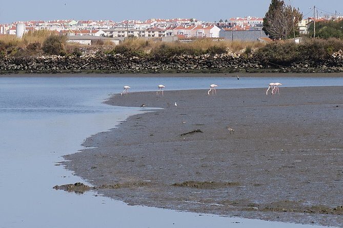 Birdwatching Boat Tour so close to Lisbon - An Authentic Birdwatching Experience Near Lisbon