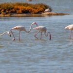Birdwatching Experience in Narte Lagoon & Akerni Dunes - Final Thoughts