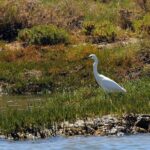 Birdwatching in Ria Formosa - Eco Boat Tour from Faro - Who Will Love This Tour?