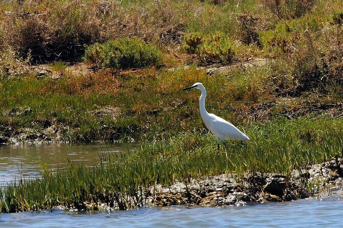 Birdwatching in Ria Formosa - Eco Boat Tour from Faro - Who Will Love This Tour?