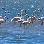 Birdwatching Solar Boat Tour Aveiro Lagon - What Do Past Travelers Say?