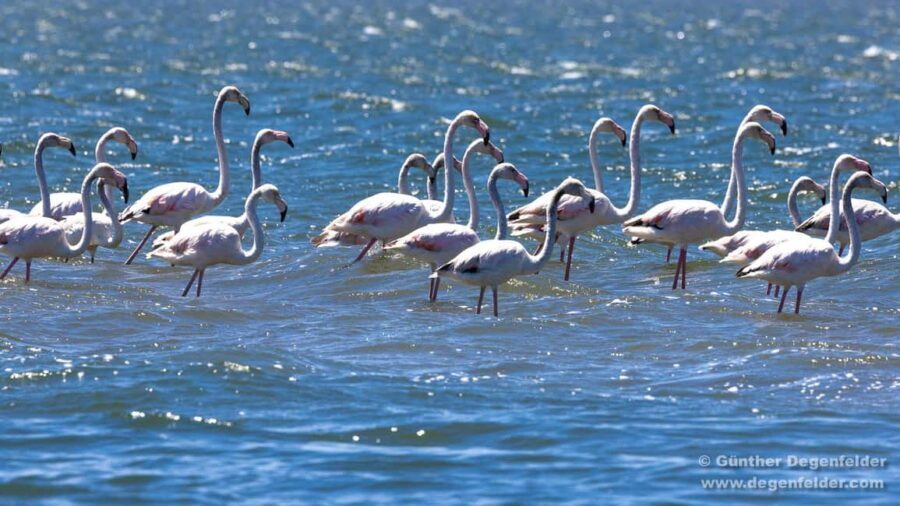 Birdwatching Solar Boat Tour Aveiro Lagon - What Do Past Travelers Say?