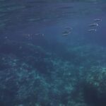 Boat excursion Giardini Naxos Taormina with swimming break - Analyzing the Cost and Value of the Tour