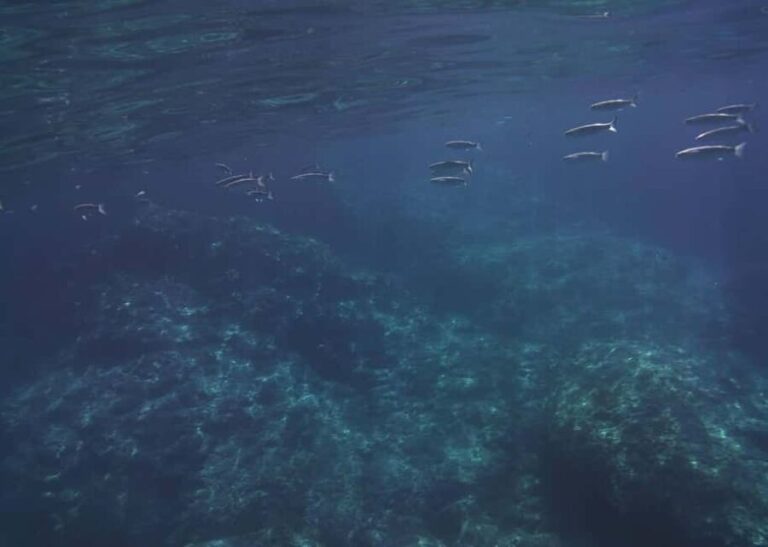 Boat excursion Giardini Naxos Taormina with swimming break - Analyzing the Cost and Value of the Tour