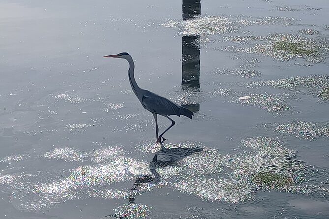 Boat Tour - Bird Observation in the Tejo Nature Reserve - Who Is This Tour Best For?