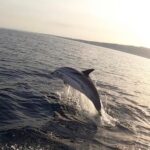 boat tour exploring and searching for dolphins in Acitrezza - The Experience in Practice: Reading Real Reviews