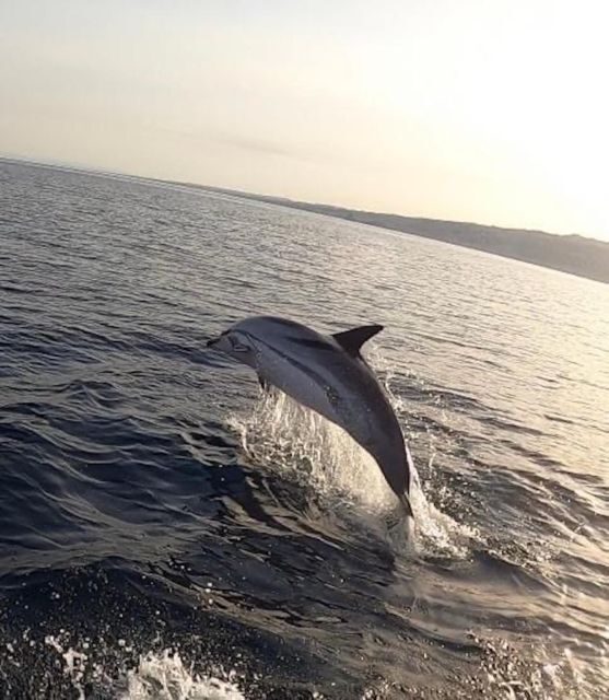 boat tour exploring and searching for dolphins in Acitrezza - The Experience in Practice: Reading Real Reviews