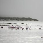 Boat tours in the Óbidos Lagoon - The Sum Up