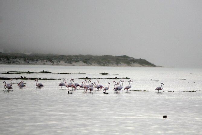 Boat tours in the Óbidos Lagoon - The Sum Up