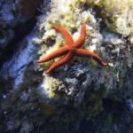 Boat Trip and Snorkeling in the Gulf of Calvi - Who Is This Tour Best For?