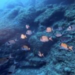 Boat trip and snorkeling in Villefranche - sur - Mer - What Sets This Tour Apart