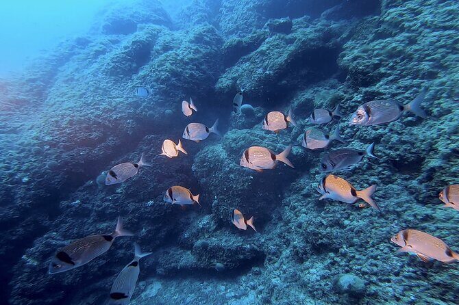 Boat trip and snorkeling in Villefranche - sur - Mer - What Sets This Tour Apart