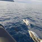 Boat trips to Corvo Island - The Itinerary: What to Expect from Your Day on the Water