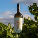 BODEGAS PANDORA: tour through the vineyards and winery with wine tasting. - Analyzing Value and Experience