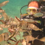 Bodrum diving day for advanced and beginner divers - What to Expect: A Day in the Marine Paradise