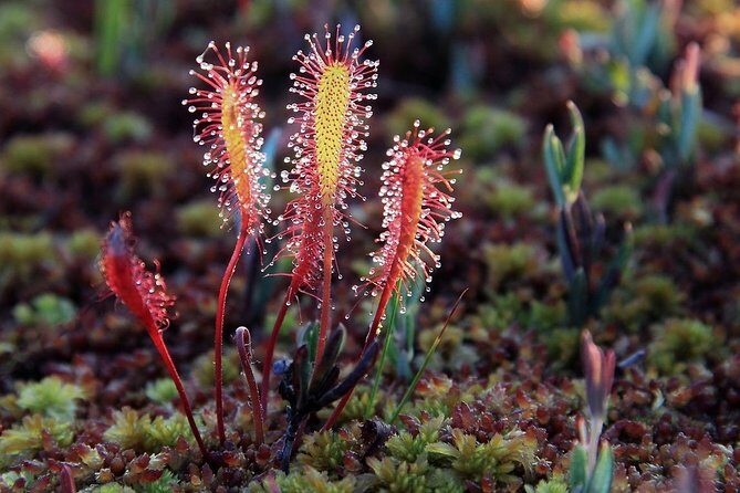 Bog-shoe Hiking Tour - What’s Included and What’s Not