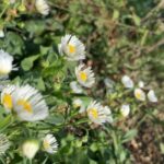 Bologna Forlì: foraging, looking for wild edible herbs - The Itinerary in Detail