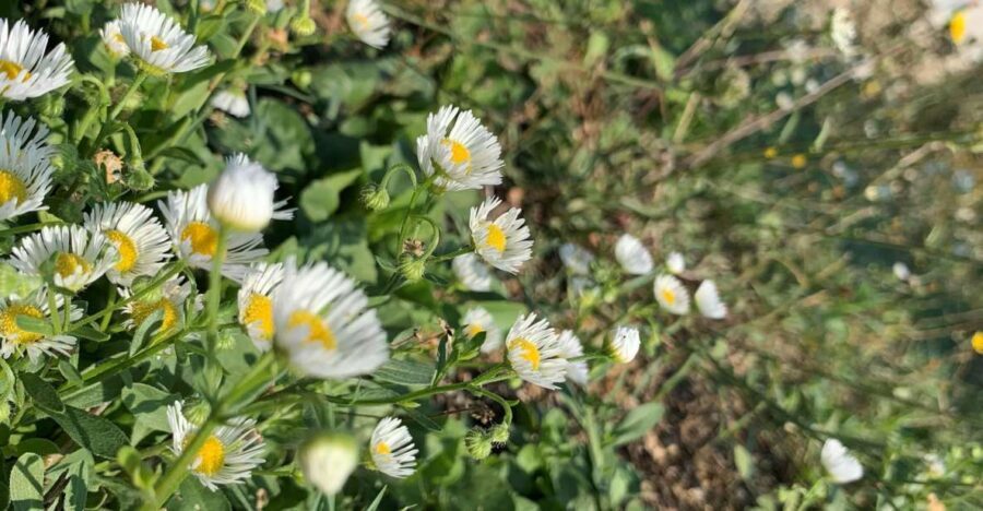 Bologna Forlì: foraging, looking for wild edible herbs - The Itinerary in Detail