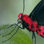 Bordano: Butterfly House Entry Ticket - Who Will Love This Experience?