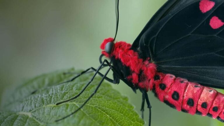 Bordano: Butterfly House Entry Ticket - Who Will Love This Experience?