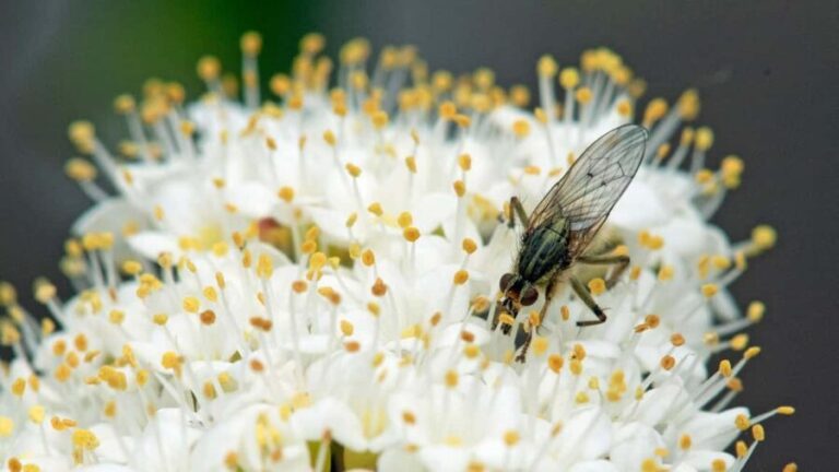 Bordano: Butterfly House Guided Tour with Lunch - Close-Up Encounters and Learning