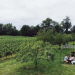 Bordeaux: Half-Day Private Natural Wine Tour & Tasting - The Itinerary in Detail