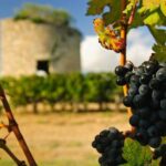 Bordeaux Médoc Region Private Wine Lovers Tour with Chateau Visits & Tastings - Authentic Experiences and Why They Matter