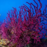 Bosa Diving Baptism - Practicalities and Value for Money