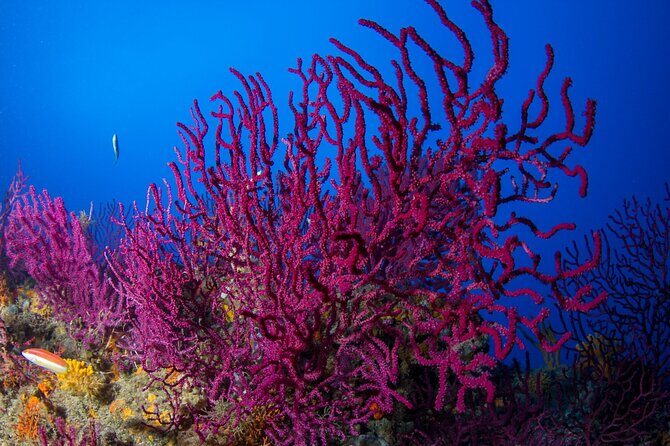 Bosa Diving Baptism - Practicalities and Value for Money