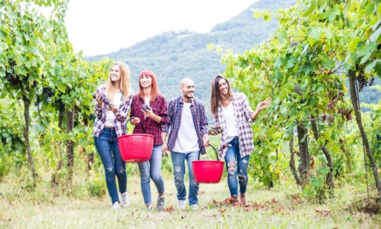 Boscotrecase: Vesuvius Wine Tasting Tour With Lunch - In-Depth Review of the Vesuvius Wine Tasting Tour