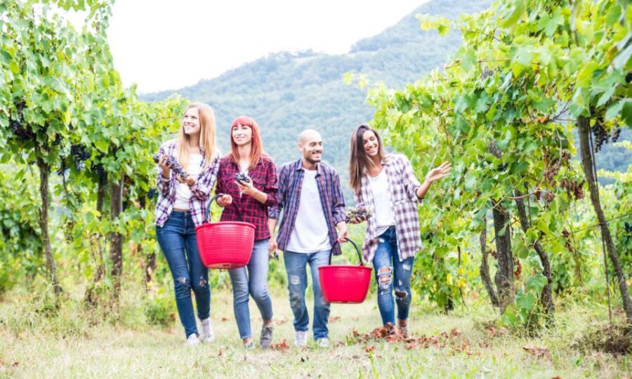 Boscotrecase: Vesuvius Wine Tasting Tour With Lunch - In-Depth Review of the Vesuvius Wine Tasting Tour