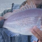 Bottom Fishing Lagos - Key Points