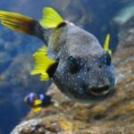 Bournemouth Oceanarium Ticket - The Sum Up: Who Will Love the Bournemouth Oceanarium?