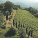 Boutique Winery Tour & Tasting in North Tuscany - What Makes This Tour Stand Out?