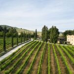 Boutique Winery Visit & 5 Organic Wine Tastings near Urbino - Why It’s a Great Choice