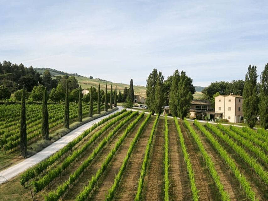 Boutique Winery Visit & 5 Organic Wine Tastings near Urbino - Why It’s a Great Choice