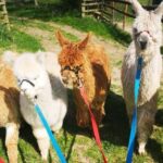 Brackenfield: Alpaca Trek - The Practicalities and Value