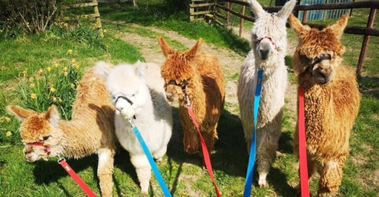 Brackenfield: Alpaca Trek - The Practicalities and Value