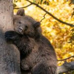 Brasov: Bear Sanctuary, Dracula Castle, and Rânov Fortress - Authentic Insights from Reviewers