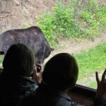 Brasov: Bear Watching in the Wild (From a Hideout) - What to Expect During the Experience